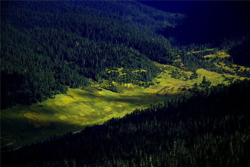 Lulang Forest
