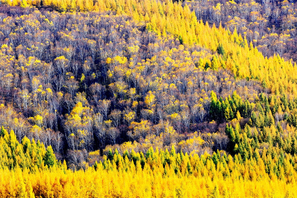Lulang Forest