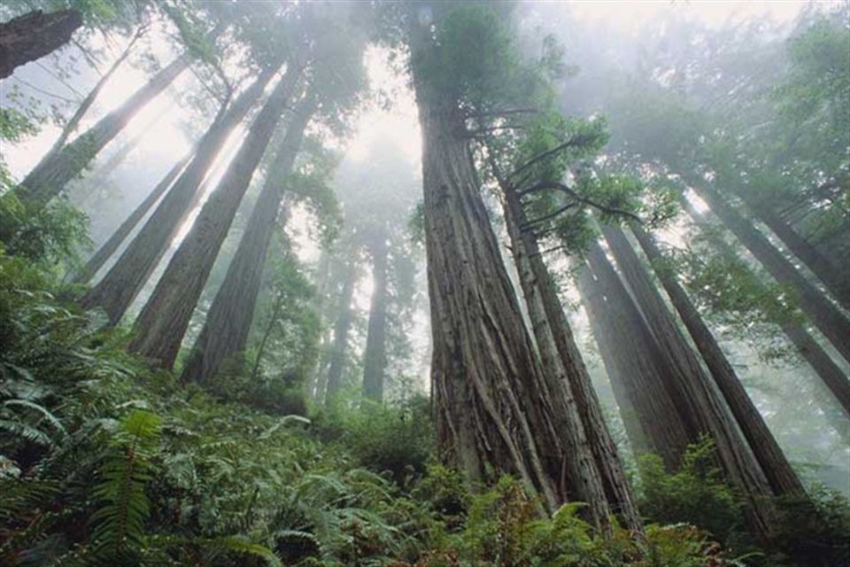 World King Cypress World King Cypress