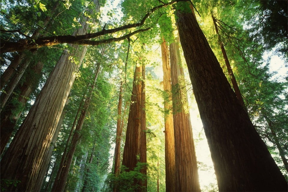 World King Cypress World King Cypress