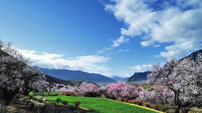 Nyingchi Peach Blossom Festival