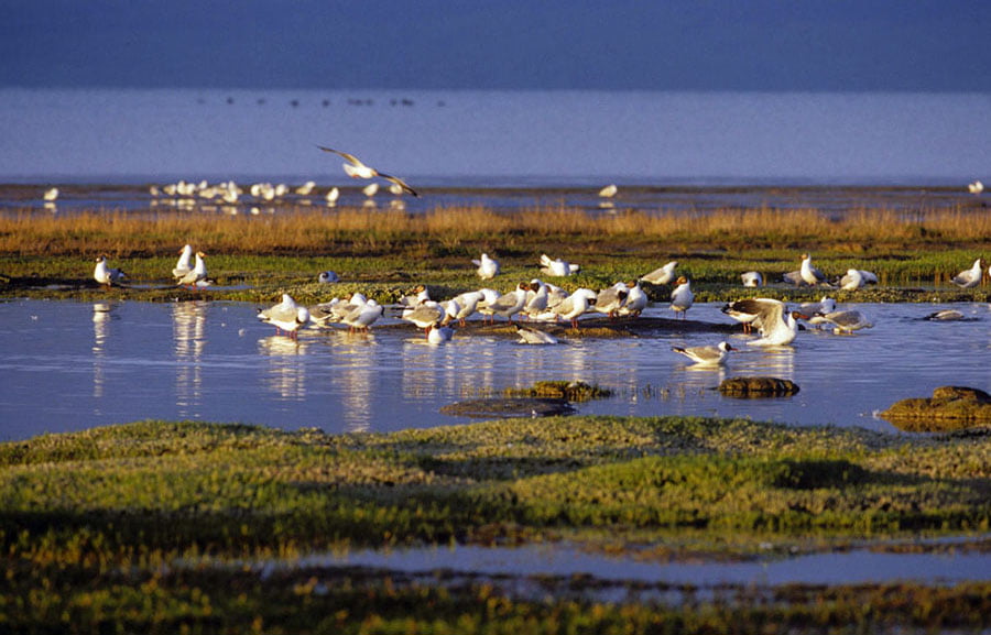 Lalu Wetland National Nature Preserve Lalu Wetland National Nature Preserve